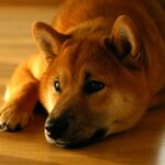 <strong>悩む犬</strong>